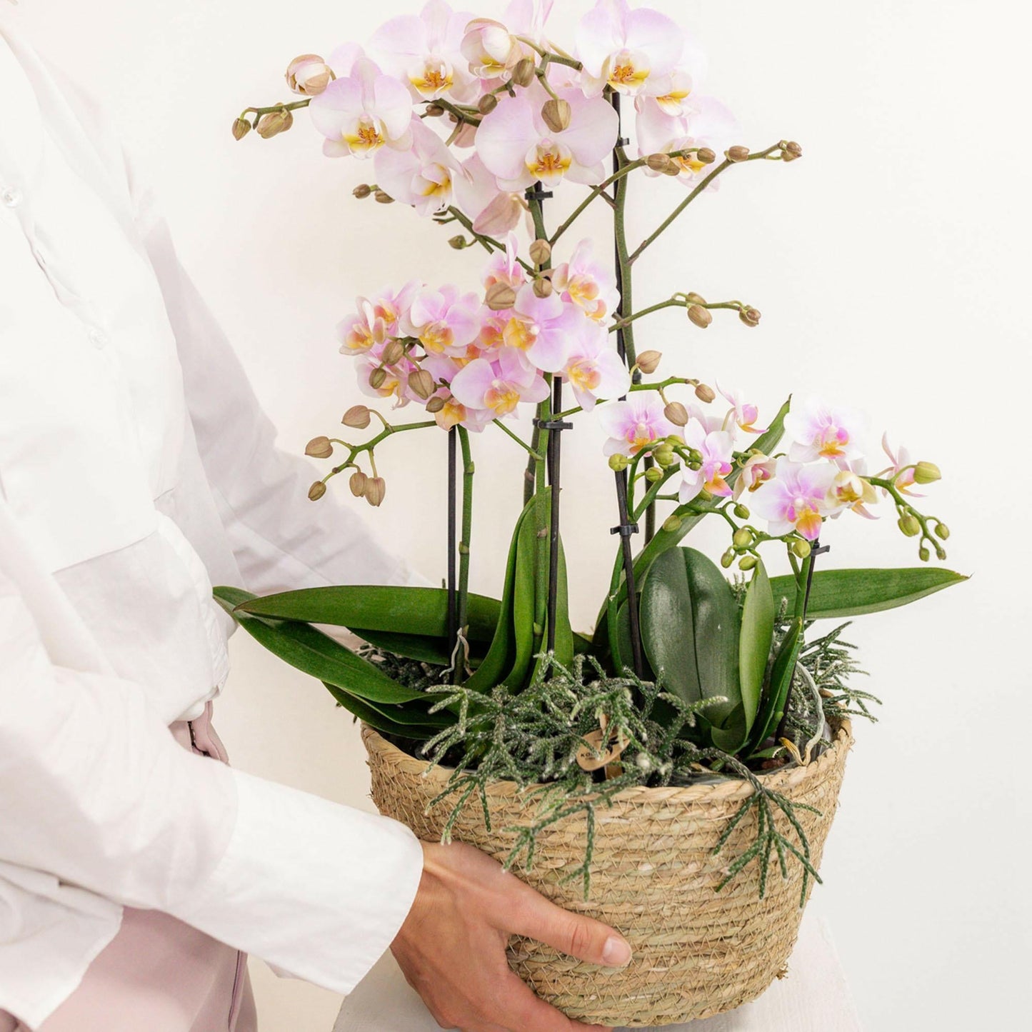 Phalaenopsis Roze Orchidee Set met Cotton Basket Inclusief Drie Orchideeën en Drie Rhipsalis Planten - ↕35cm - Ø9 - Sierplantenshop