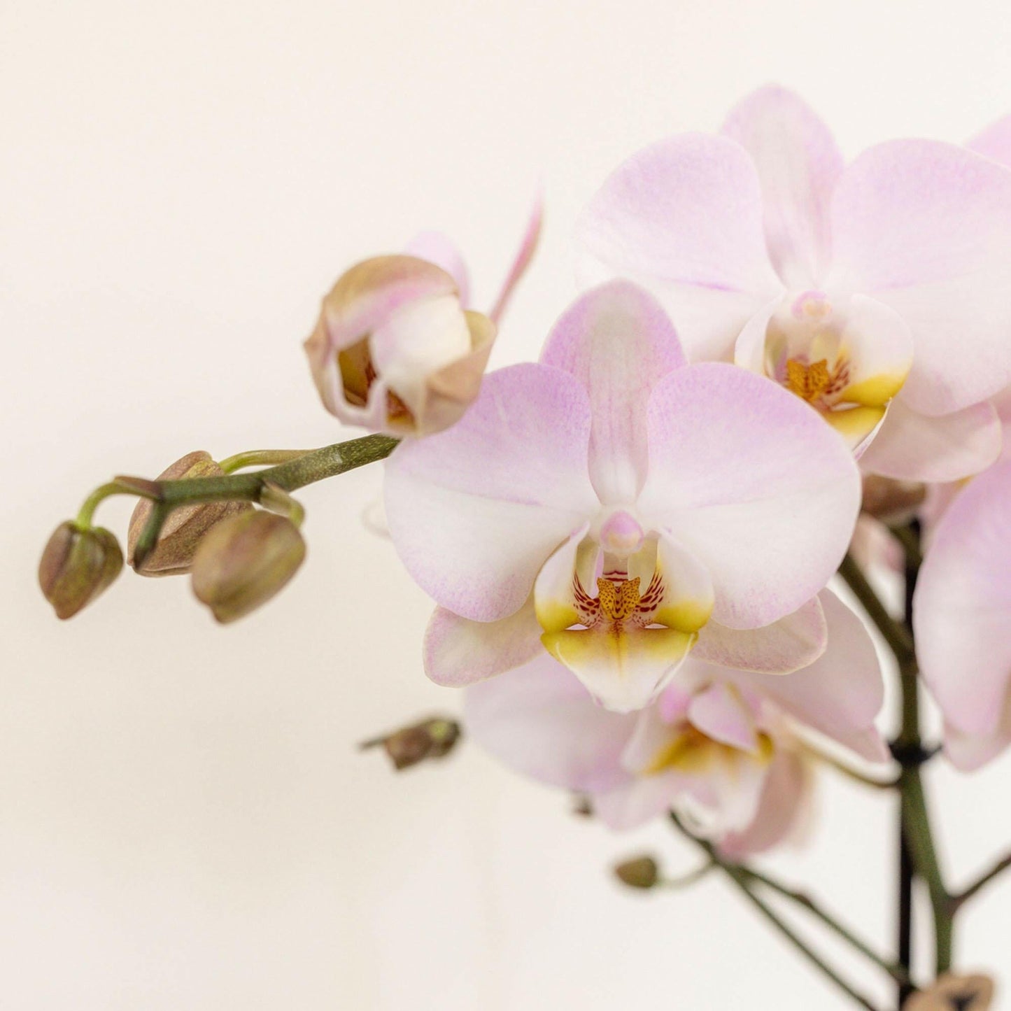 Phalaenopsis Roze Orchidee Set met Cotton Basket Inclusief Drie Orchideeën en Drie Rhipsalis Planten - ↕35cm - Ø9 - Sierplantenshop