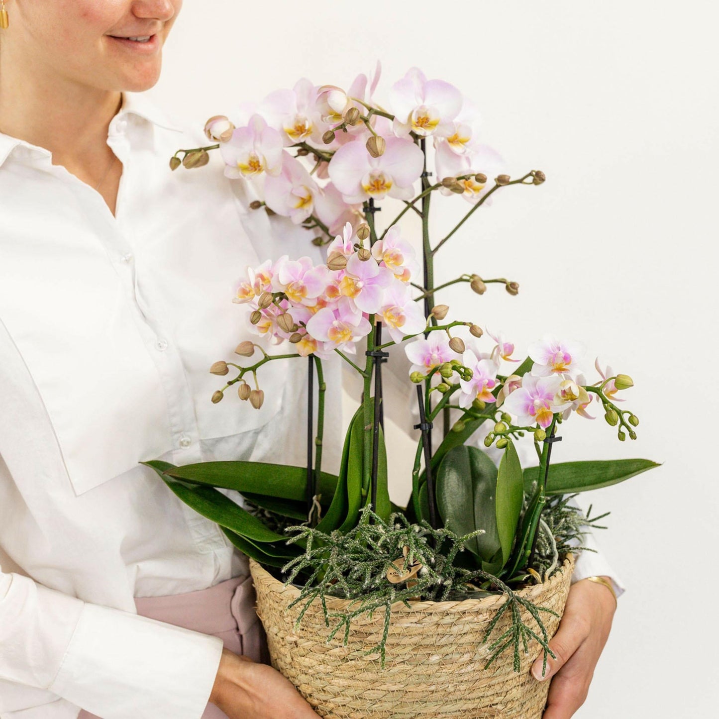 Phalaenopsis Roze Orchidee Set met Cotton Basket Inclusief Drie Orchideeën en Drie Rhipsalis Planten - ↕35cm - Ø9 - Sierplantenshop