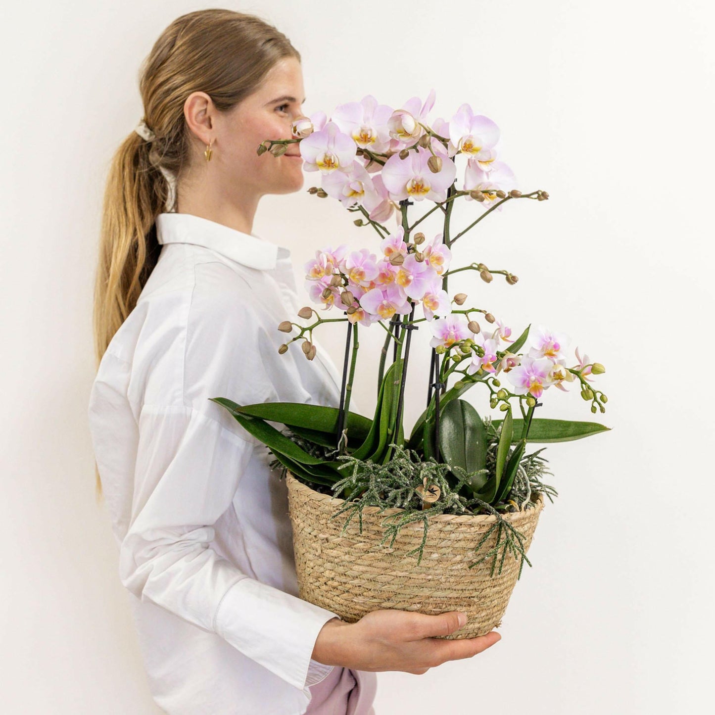 Phalaenopsis Roze Orchidee Set met Cotton Basket Inclusief Drie Orchideeën en Drie Rhipsalis Planten - ↕35cm - Ø9 - Sierplantenshop