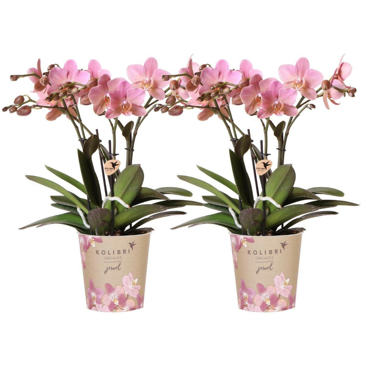Phalaenopsis - Treviso Orchideeën Set van 2 Oud Roze - ↕35cm - Ø9 - Sierplantenshop