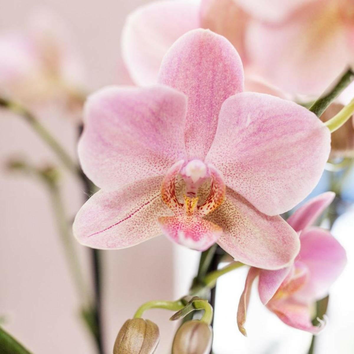 Phalaenopsis - Treviso Orchideeën Set van 2 Oud Roze - ↕35cm - Ø9 - Sierplantenshop