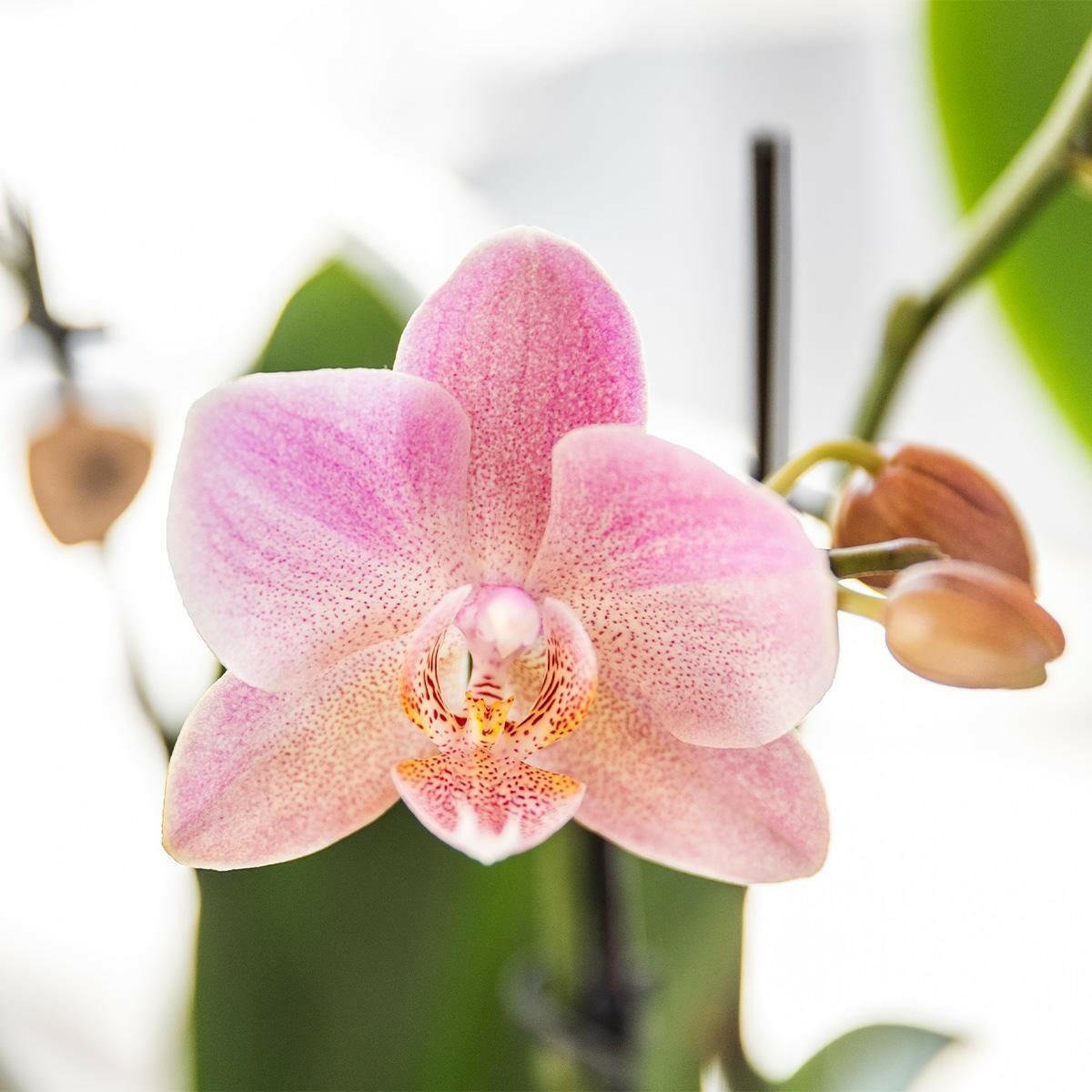 Phalaenopsis - Treviso Orchideeën Set van 2 Oud Roze - ↕35cm - Ø9 - Sierplantenshop