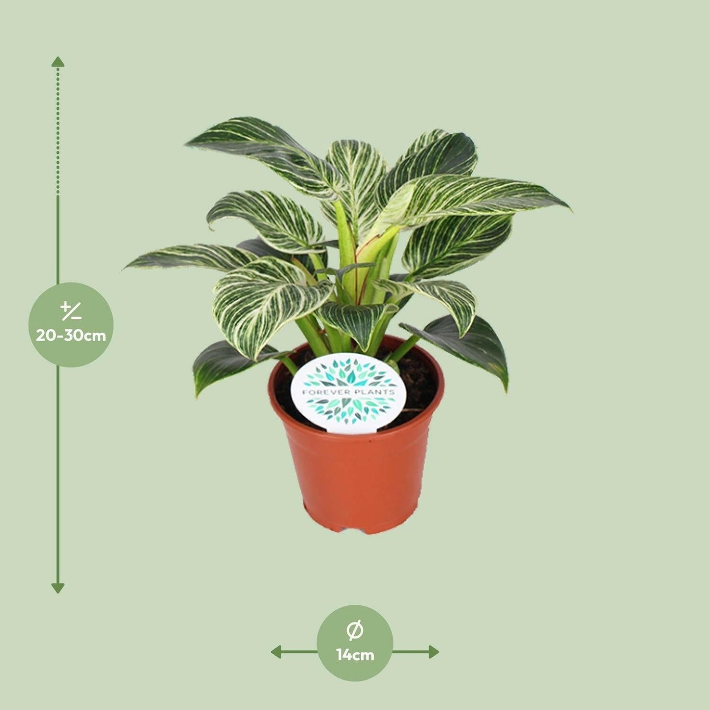 Philodendron Birkin ↕25cm - Ø14 - Sierplantenshop