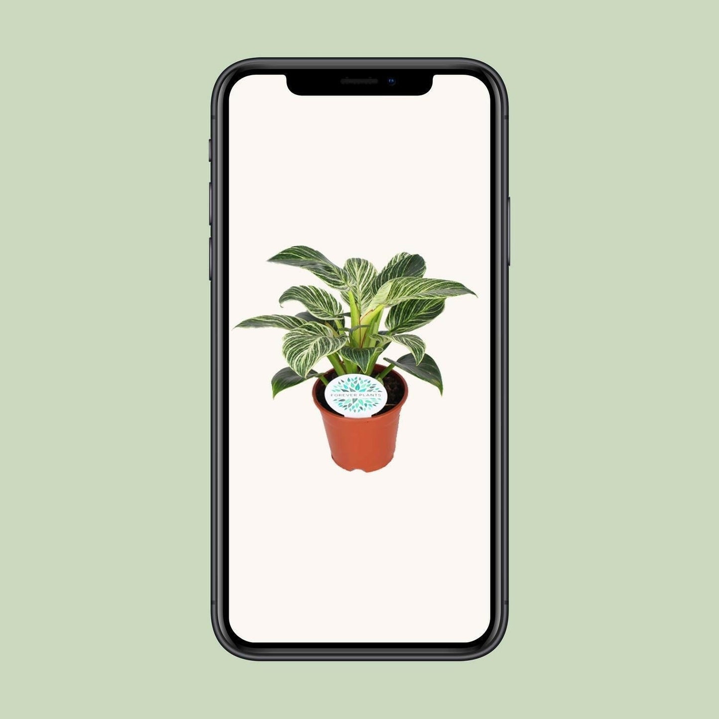 Philodendron Birkin ↕25cm - Ø14 - Sierplantenshop