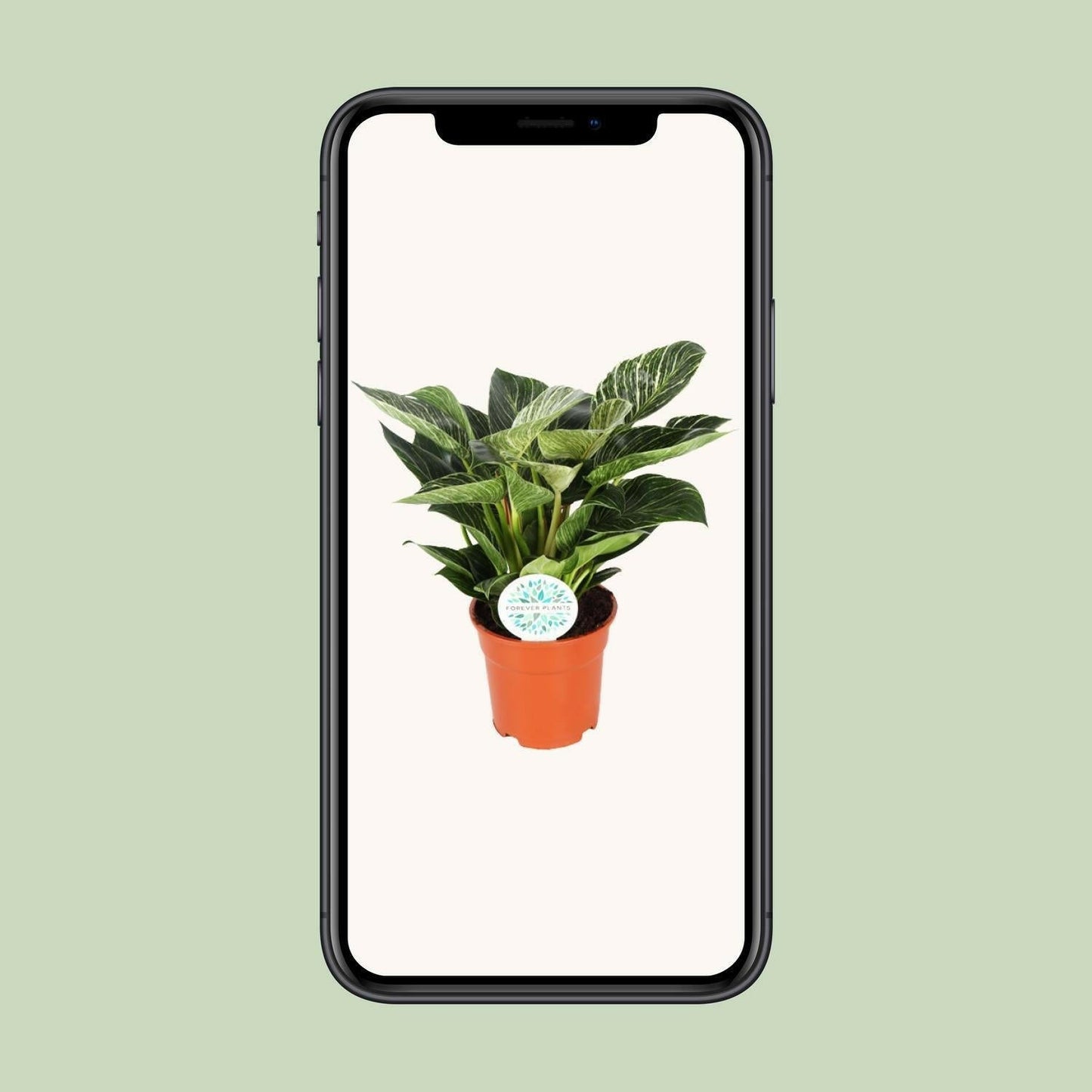 Philodendron Birkin - ↕30cm - Ø17 - Sierplantenshop