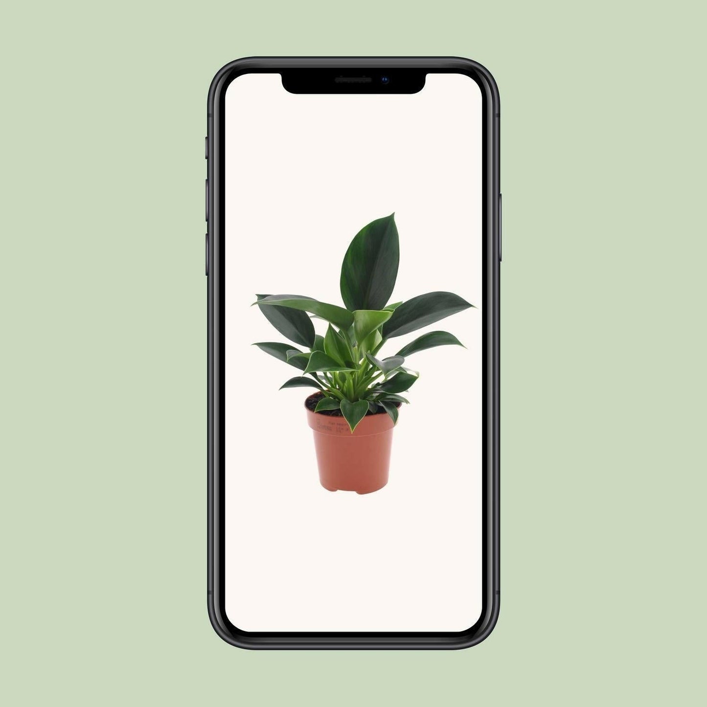 Philodendron Green Princess - ↕25cm - Ø12 - Sierplantenshop