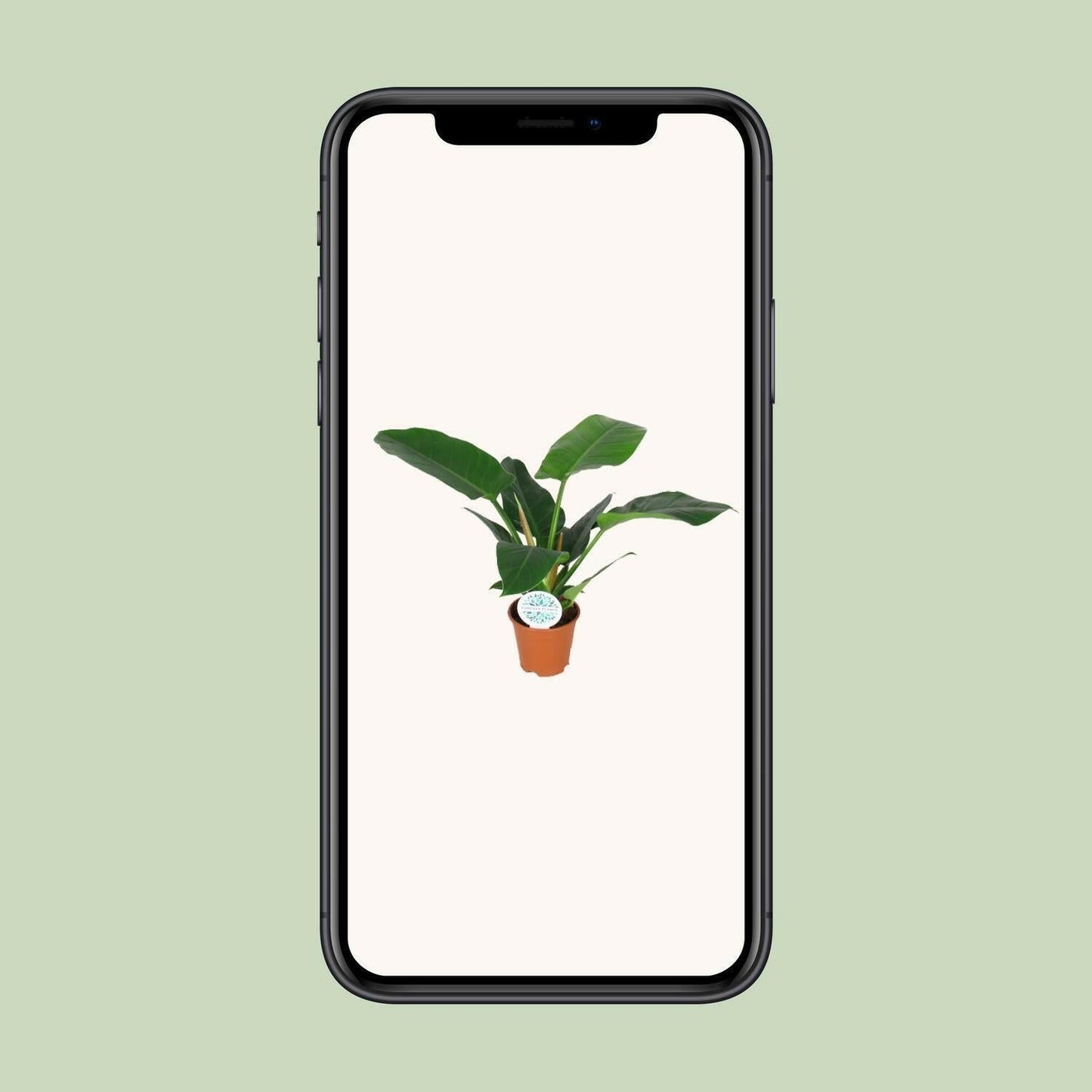 Philodendron Imperial Green - ↕40cm - Ø14 - Sierplantenshop