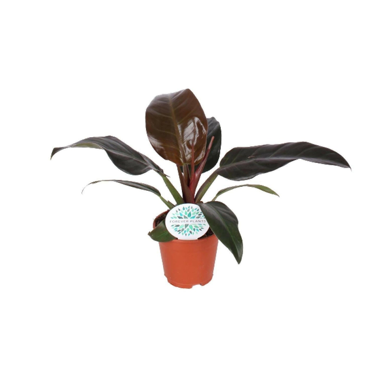 Philodendron Imperial Red - ↕50cm - Ø17 - Sierplantenshop