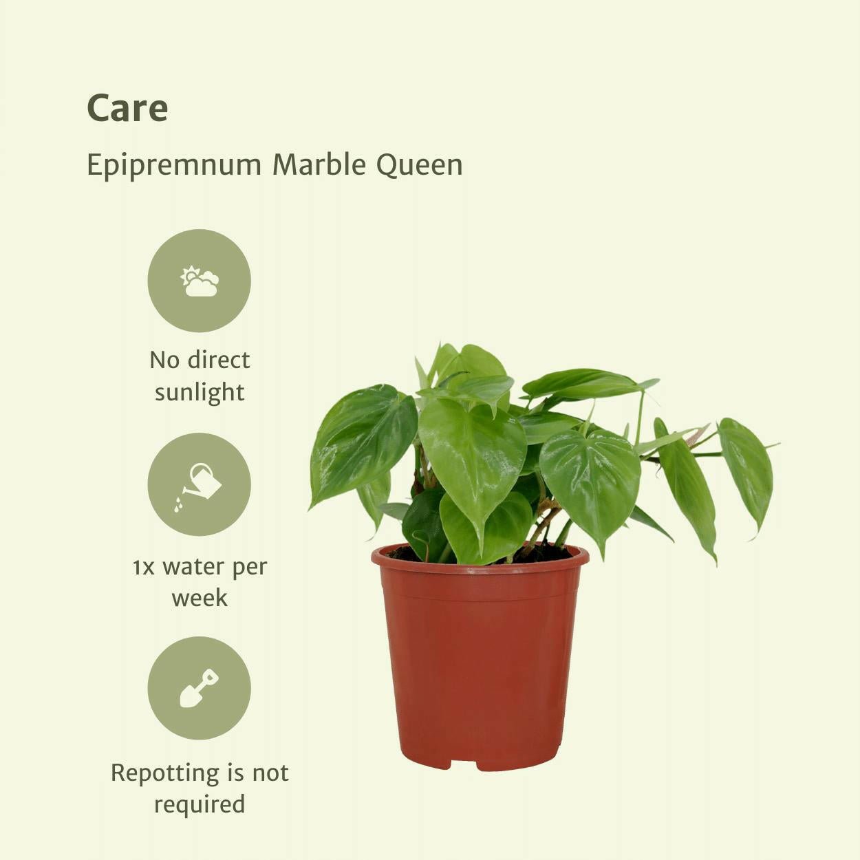Philodendron Scandens Set van 2 - ↕15cm - Ø12 - Sierplantenshop