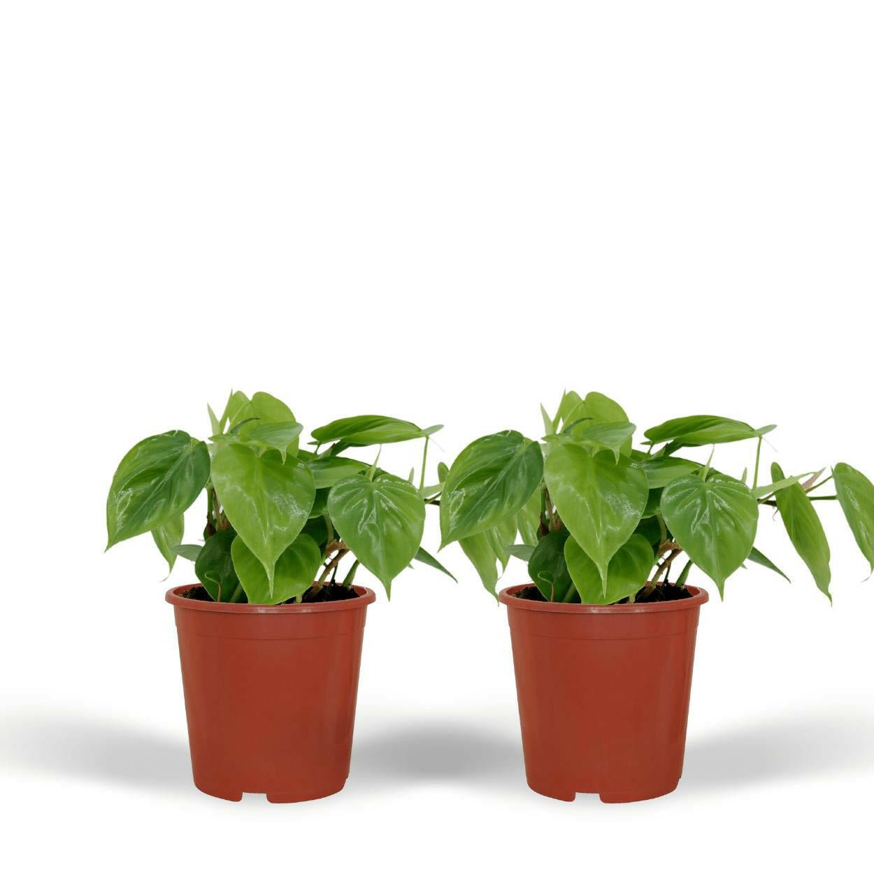 Philodendron Scandens Set van 2 - ↕15cm - Ø12 - Sierplantenshop