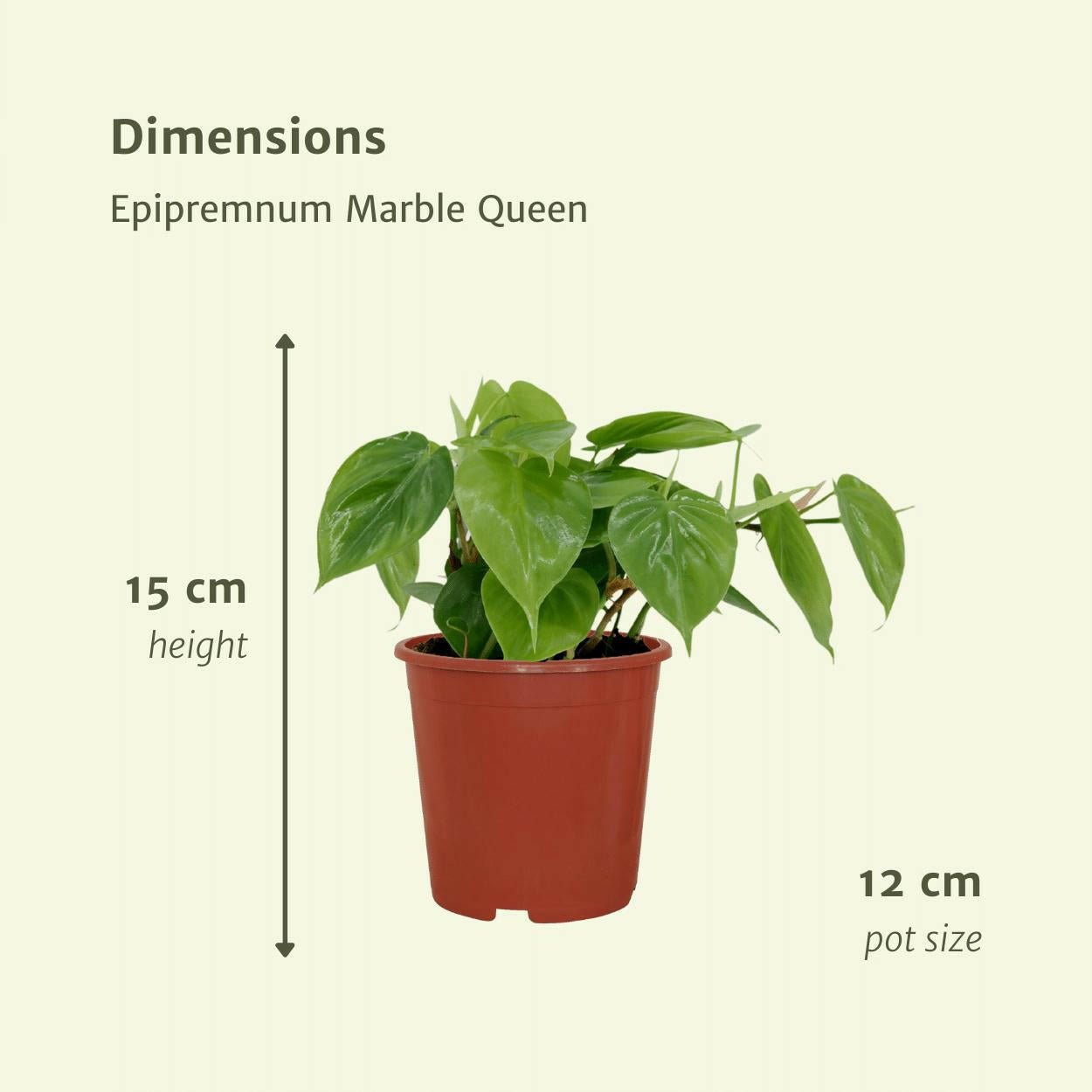 Philodendron Scandens Set van 2 - ↕15cm - Ø12 - Sierplantenshop