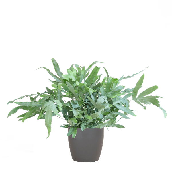 Phlebodium Aureum 'Blue Star' met Viber grijs - ↕40cm - Ø17 - Sierplantenshop