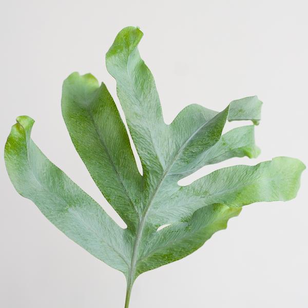 Phlebodium Aureum 'Blue Star' met Viber wit - ↕40cm - Ø17 - Sierplantenshop
