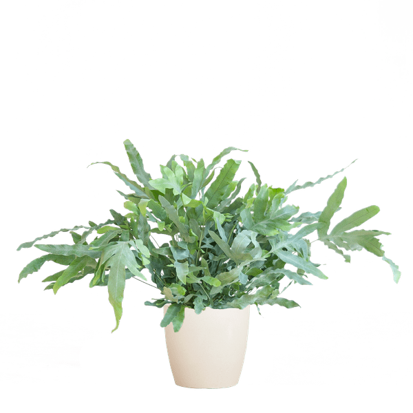 Phlebodium Aureum 'Blue Star' met Viber wit - ↕40cm - Ø17 - Sierplantenshop