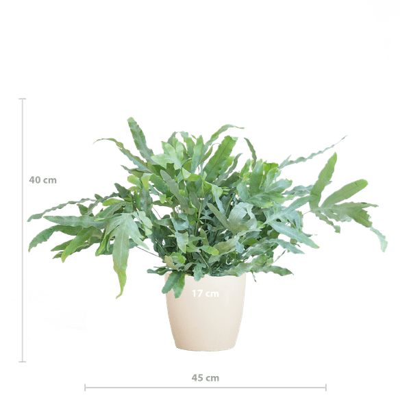 Phlebodium Aureum 'Blue Star' met Viber wit - ↕40cm - Ø17 - Sierplantenshop
