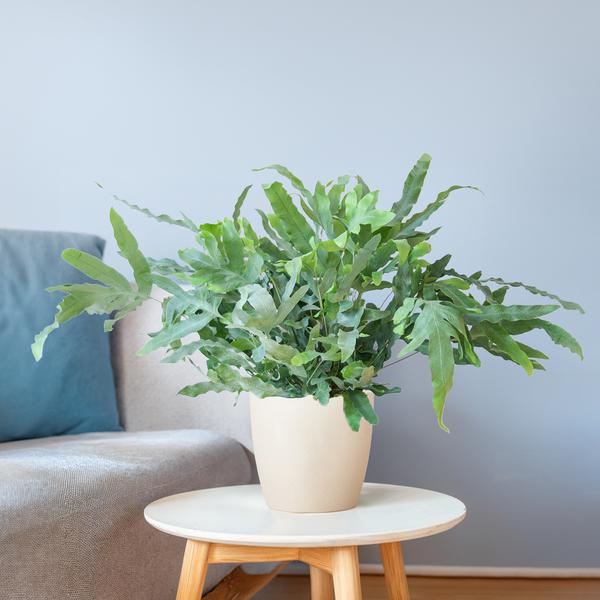 Phlebodium Aureum 'Blue Star' met Viber wit - ↕40cm - Ø17 - Sierplantenshop