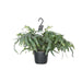 Phlebodium Aureum Blue Star - Ø17cm - ↕50cm - Sierplantenshop
