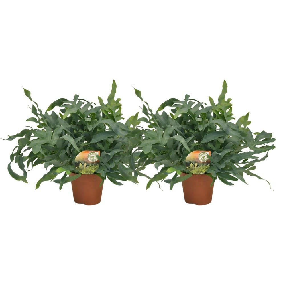 Phlebodium Blue Star - Set van 2 - ↕60cm - Ø17 - Sierplantenshop