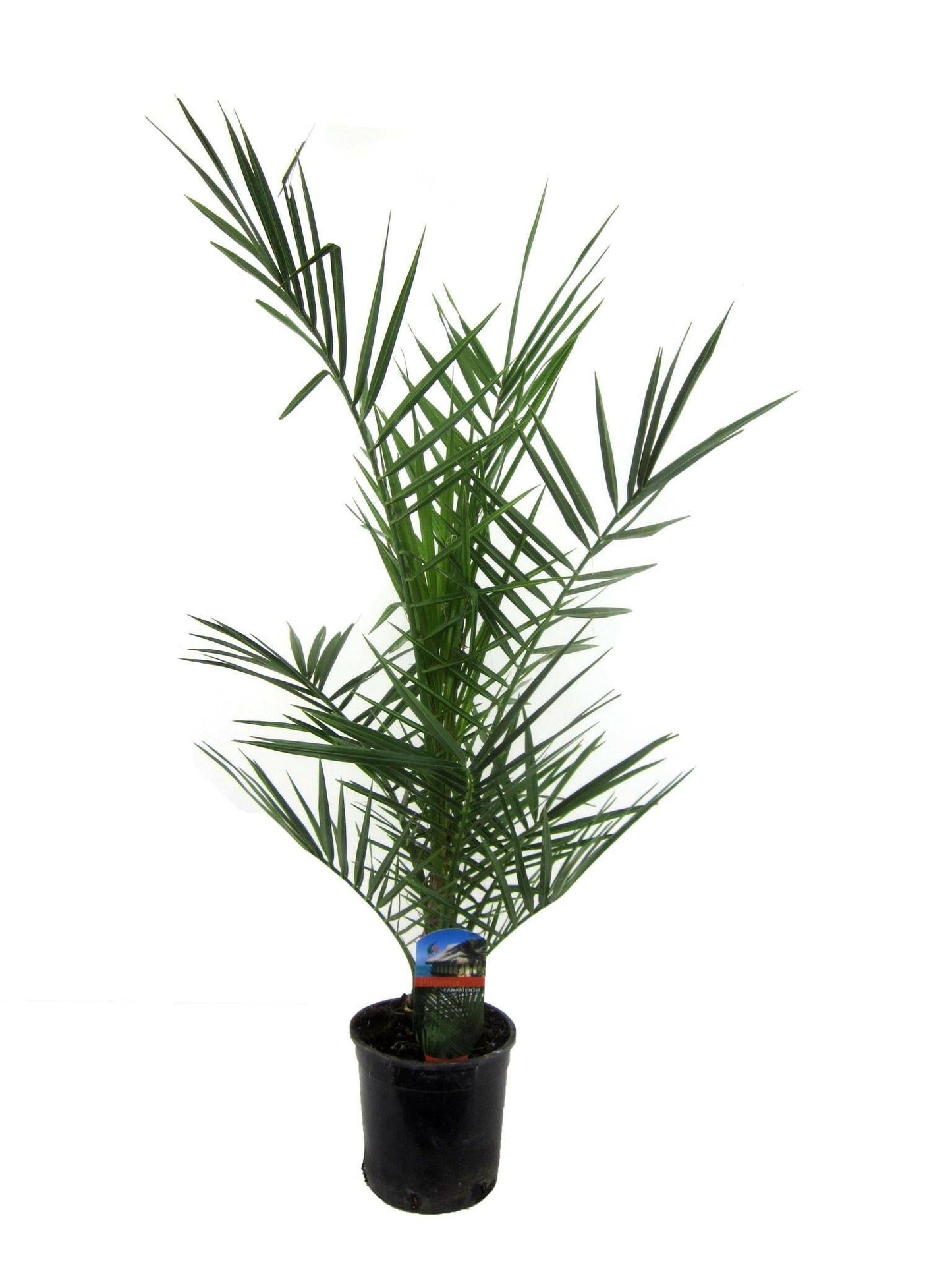 Phoenix Canariensis Canarische Dadelpalm - ↕90cm - Ø14 - Sierplantenshop
