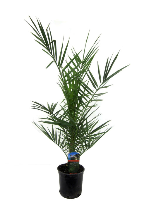 Phoenix Canariensis Canarische Dadelpalm - ↕90cm - Ø14 - Sierplantenshop