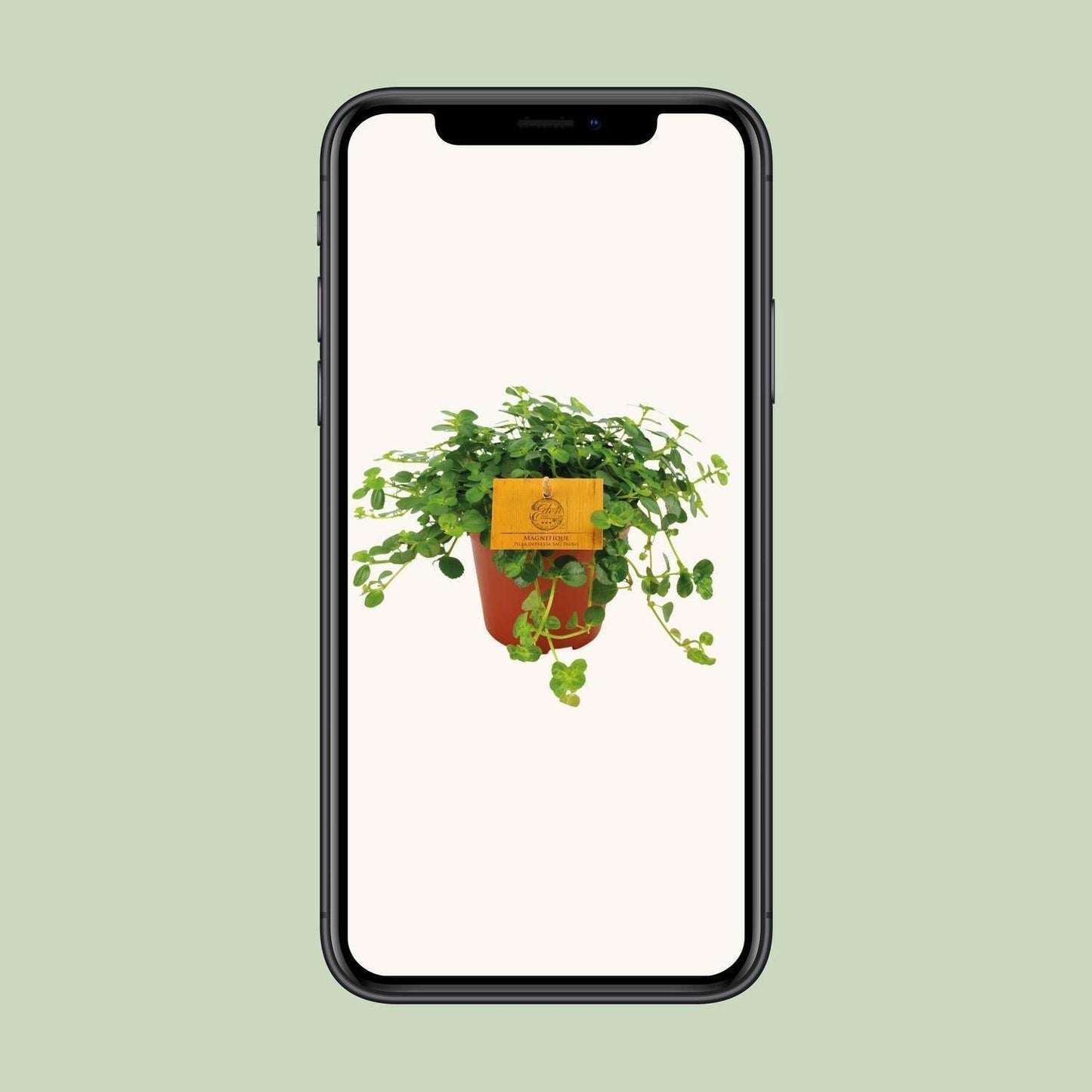 Pilea Depressa Sao Paulo - ↕20cm - Ø12 - Sierplantenshop