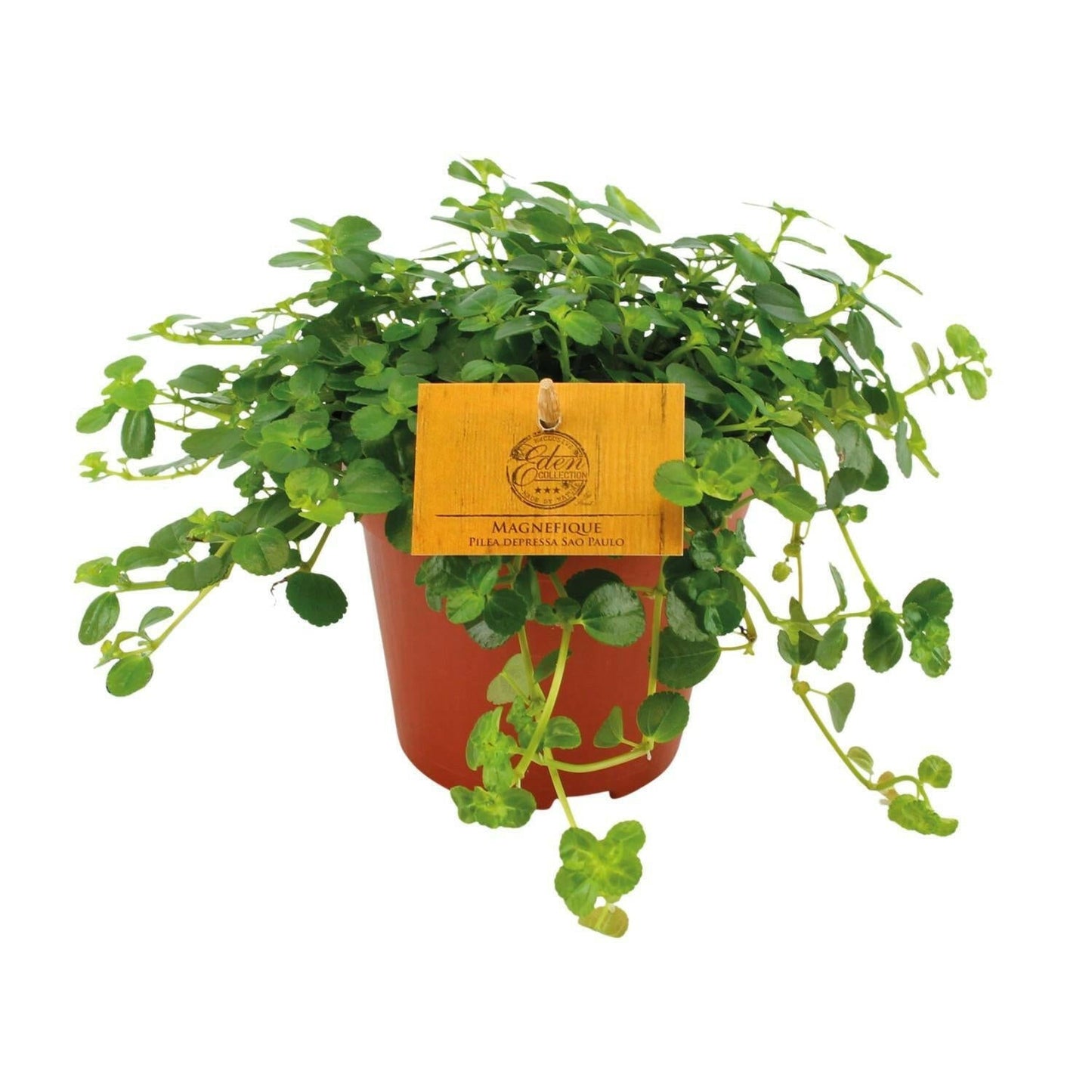 Pilea Depressa Sao Paulo - ↕20cm - Ø12 - Sierplantenshop