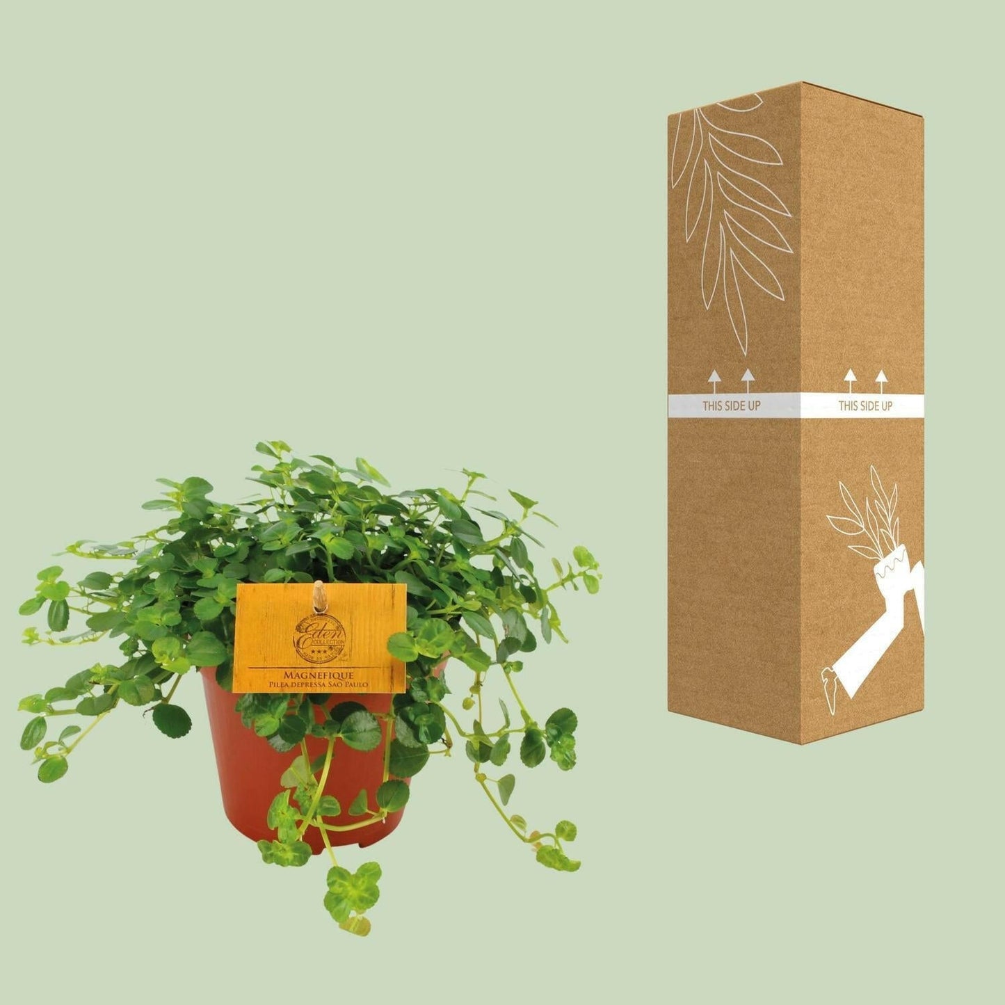 Pilea Depressa Sao Paulo - ↕20cm - Ø12 - Sierplantenshop
