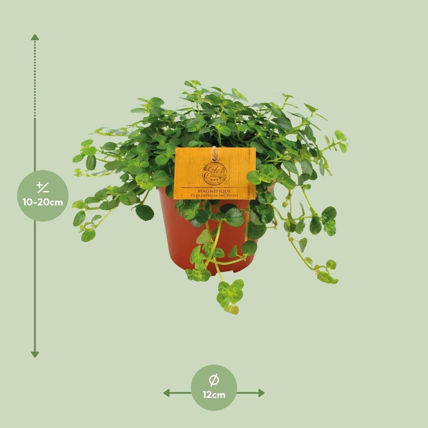 Pilea Depressa Sao Paulo - ↕20cm - Ø12 - Sierplantenshop