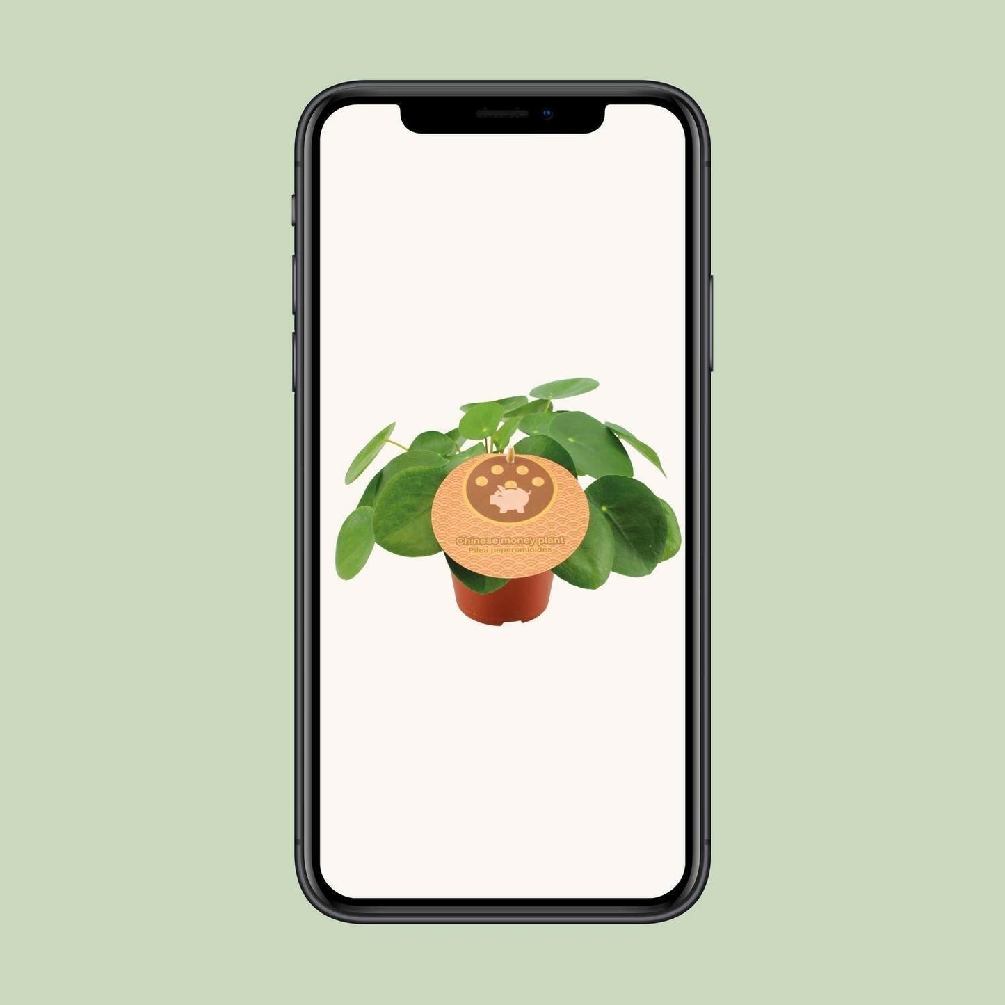 Pilea Peperomioides - ↕20cm - Ø12 - Sierplantenshop