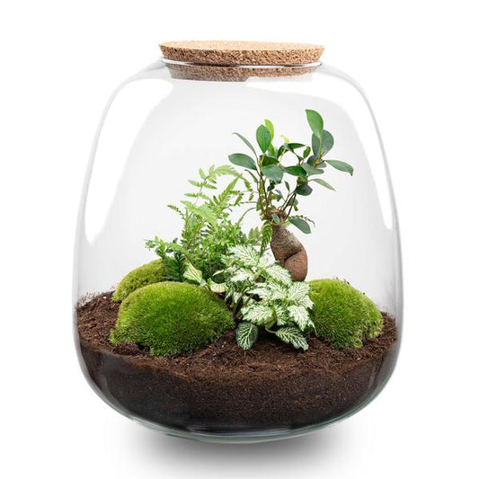 Plant terrarium - Emma - DIY kit - ↑ 25 cm - Ø 23 cm - Bonsai White - Sierplantenshop