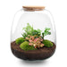 Plant terrarium - Emma - DIY kit - ↑ 25 cm - Ø 23 cm - Hedera Red - Sierplantenshop