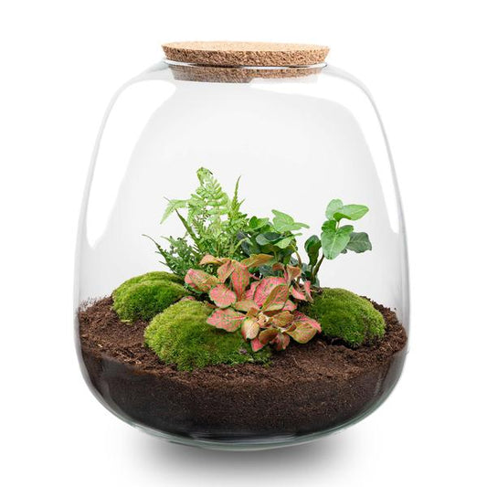 Plant terrarium - Emma - DIY kit - ↑ 25 cm - Ø 23 cm - Hedera Red - Sierplantenshop