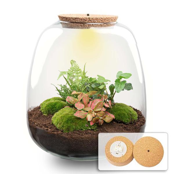 Plant terrarium - Emma - DIY kit - ↑ 25 cm - Ø 23 cm - Hedera Red + LED - Sierplantenshop