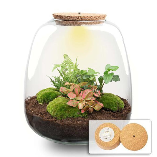 Plant terrarium - Emma - DIY kit - ↑ 25 cm - Ø 23 cm - Hedera Red + LED - Sierplantenshop