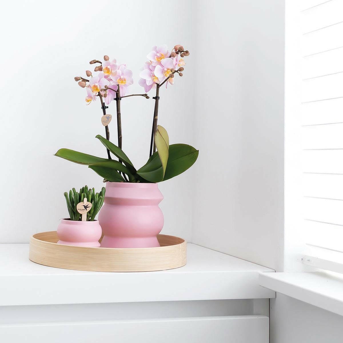 Prachtige Roze Phalaenopsis Orchideeën | Set van 2 - Andorra - ↕35cm - Ø9 - Sierplantenshop