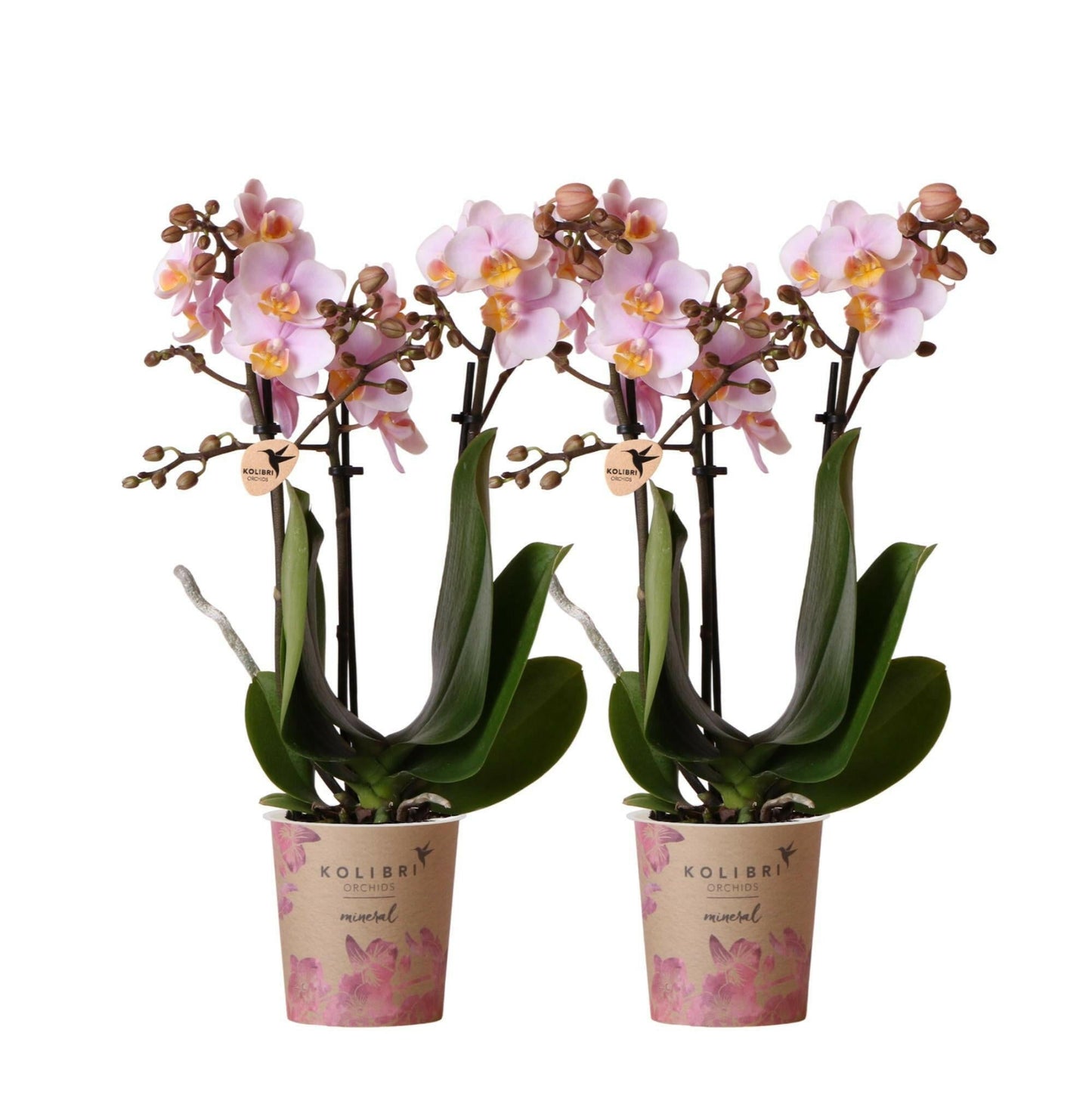 Prachtige Roze Phalaenopsis Orchideeën | Set van 2 - Andorra - ↕35cm - Ø9 - Sierplantenshop