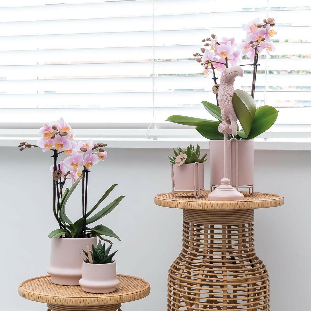 Prachtige Roze Phalaenopsis Orchideeën | Set van 2 - Andorra - ↕35cm - Ø9 - Sierplantenshop