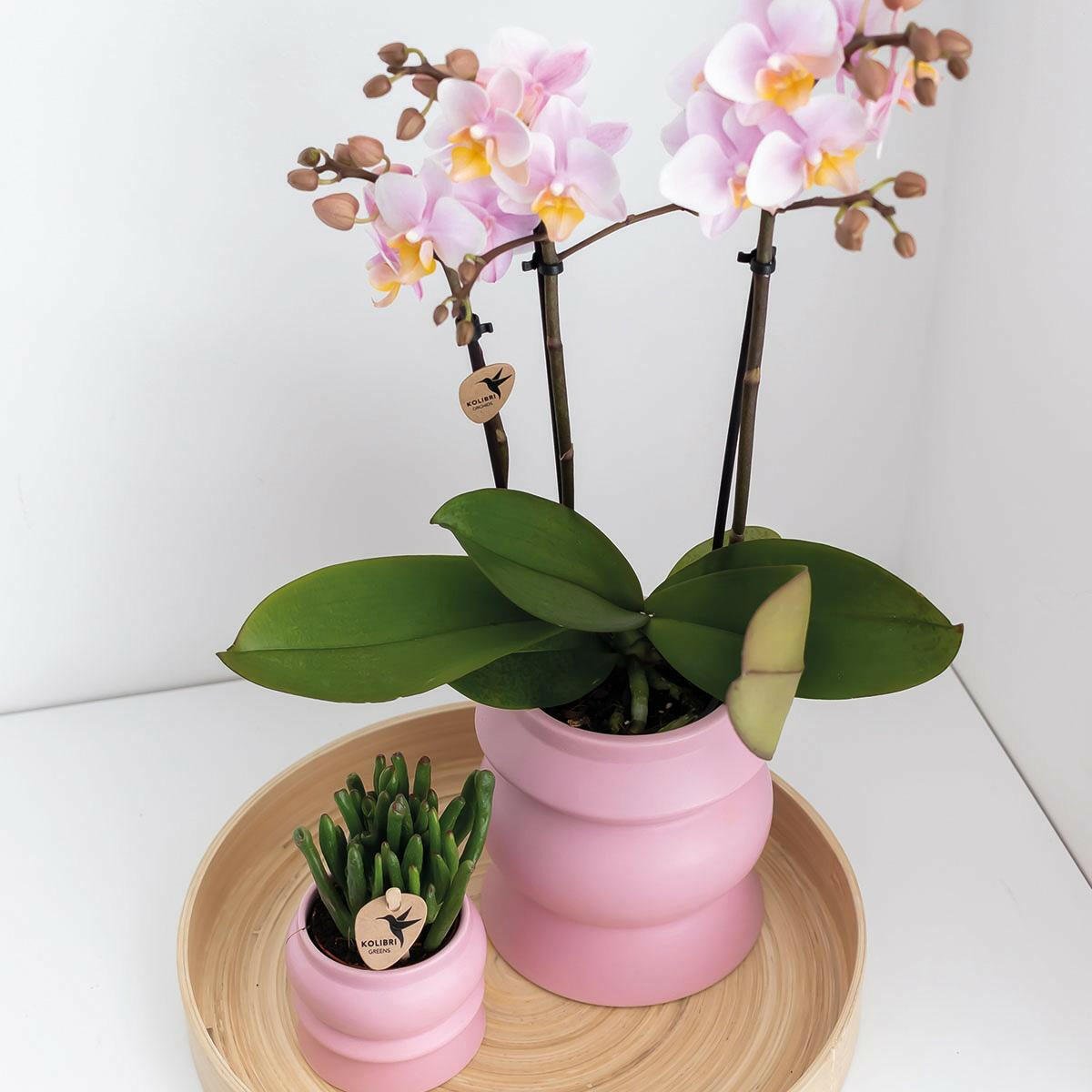 Prachtige Roze Phalaenopsis Orchideeën | Set van 2 - Andorra - ↕35cm - Ø9 - Sierplantenshop
