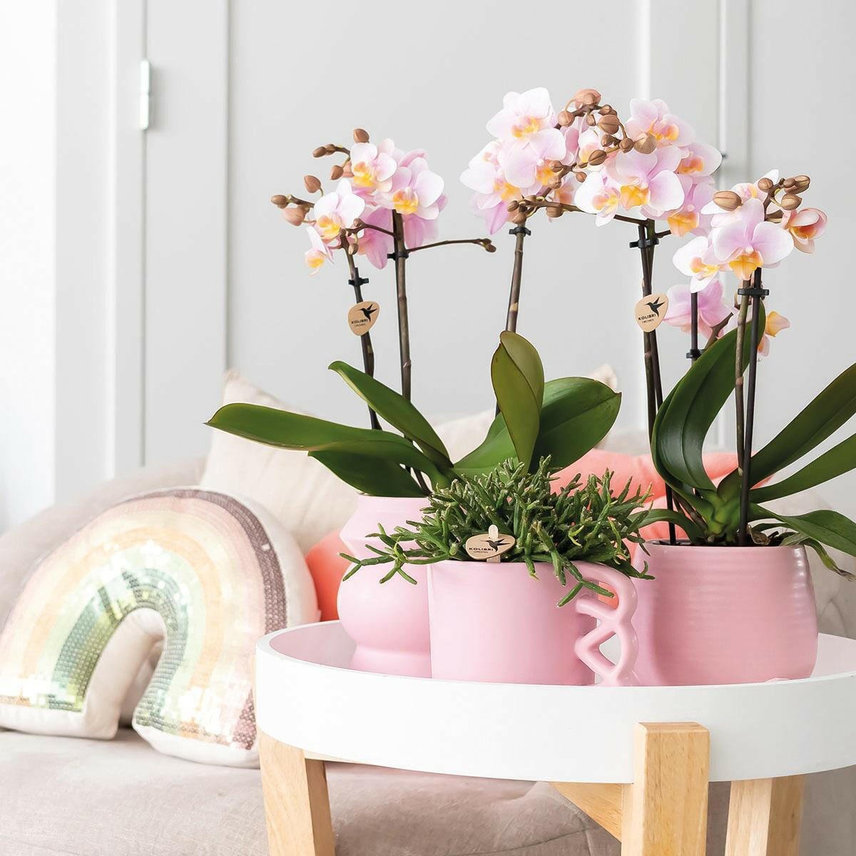 Prachtige Roze Phalaenopsis Orchideeën | Set van 2 - Andorra - ↕35cm - Ø9 - Sierplantenshop