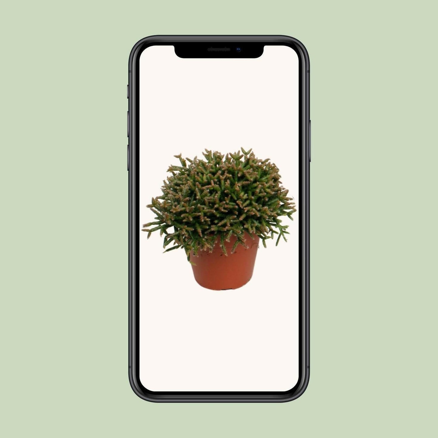 Rhipsalis Burchellii Hangplant - ↕15cm - Ø12 - Sierplantenshop