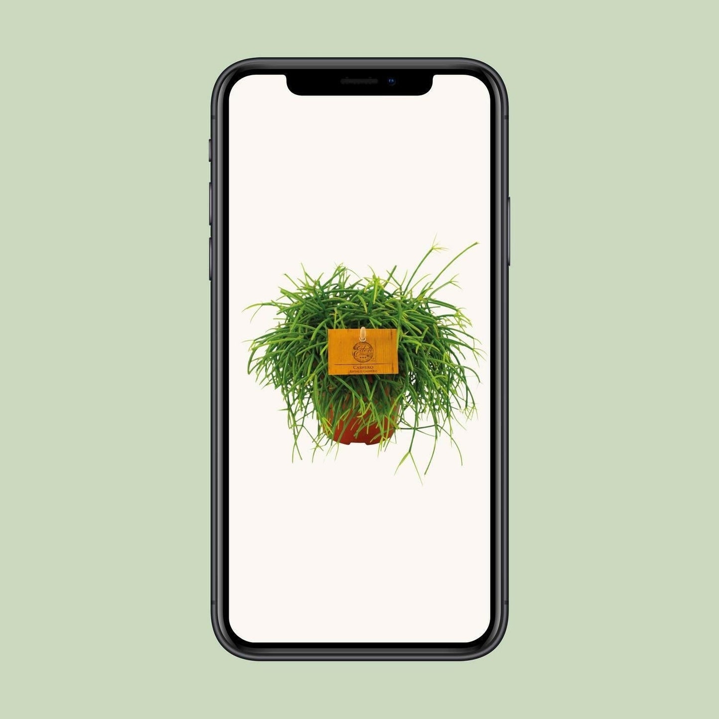 Rhipsalis Cashero Hangplant - ↕20cm - Ø12 - Sierplantenshop
