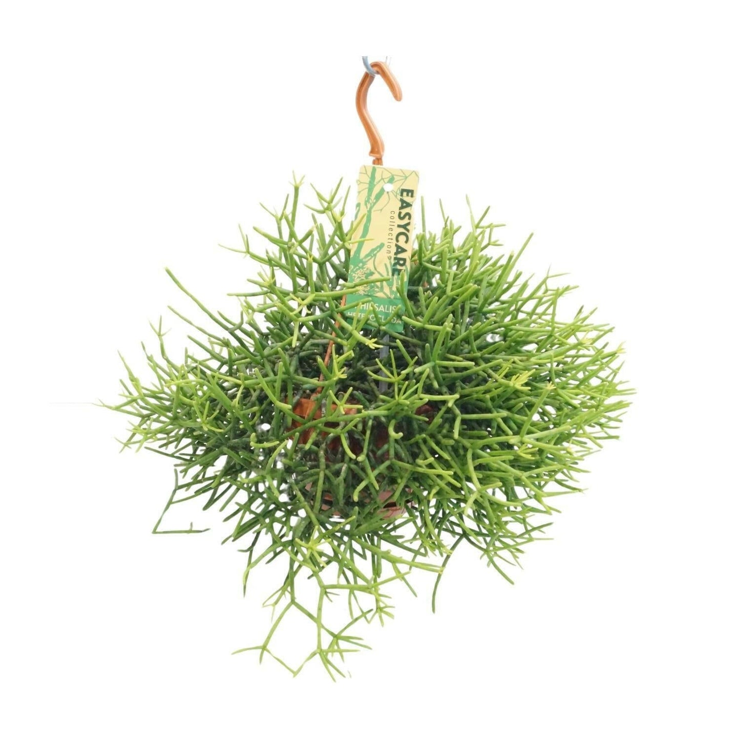 Rhipsalis Heteroclada - ↕25cm - Ø14 - Sierplantenshop