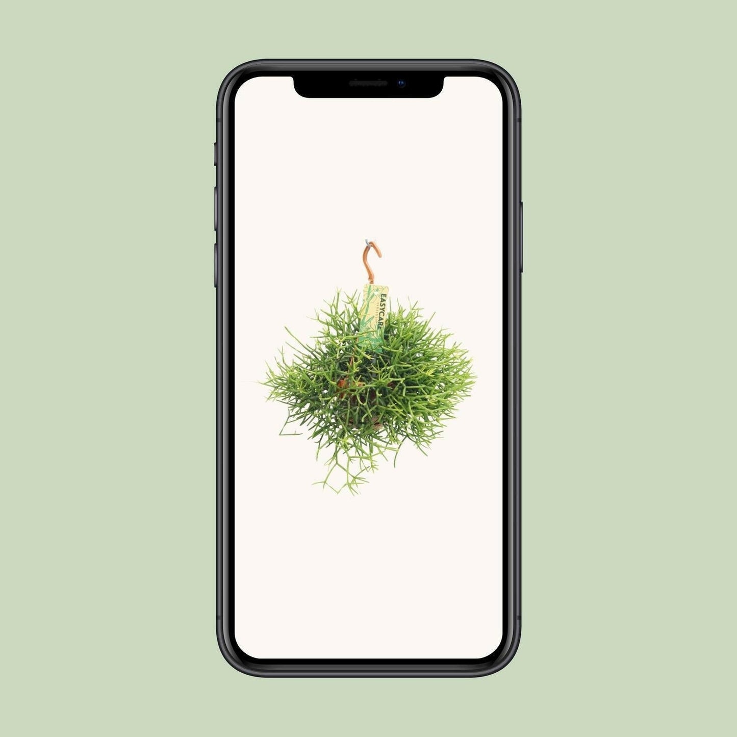 Rhipsalis Heteroclada - ↕25cm - Ø14 - Sierplantenshop