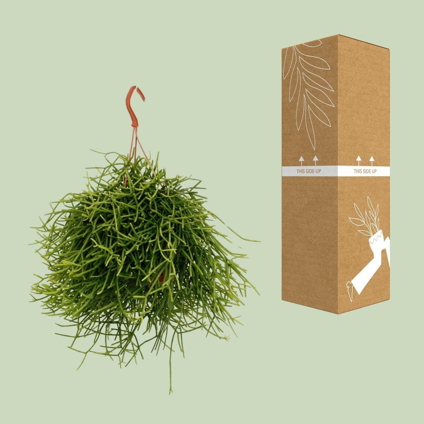 Rhipsalis Heteroclada - ↕25cm - Ø17 - Sierplantenshop