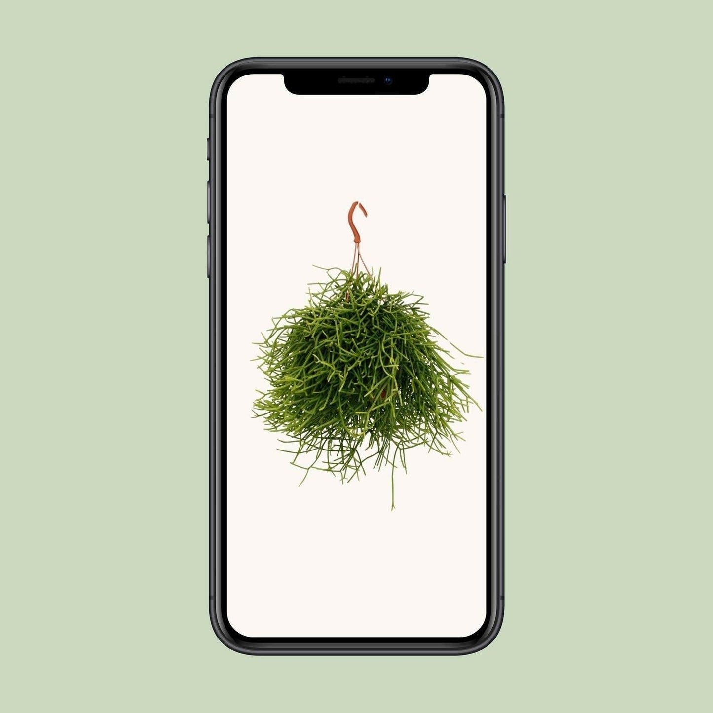Rhipsalis Heteroclada - ↕25cm - Ø17 - Sierplantenshop