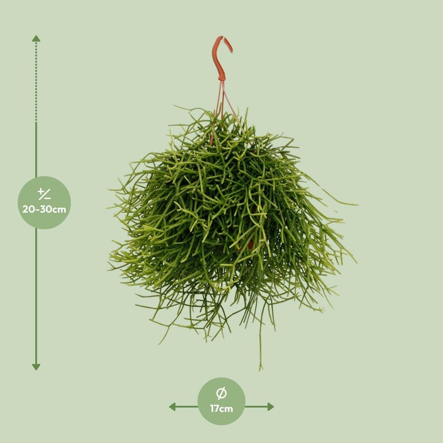 Rhipsalis Heteroclada - ↕25cm - Ø17 - Sierplantenshop