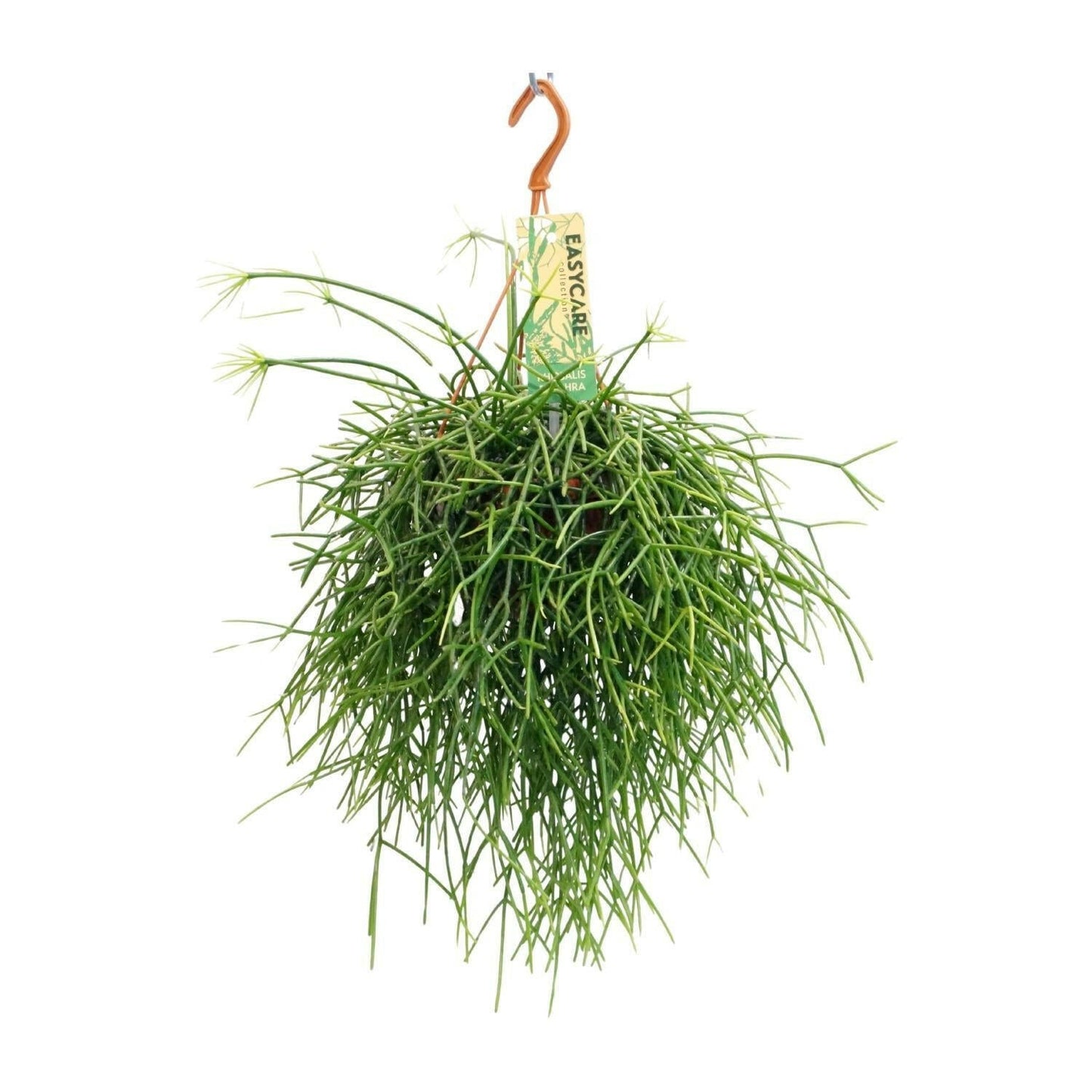Rhipsalis Pulchra - ↕35cm - Ø14 - Sierplantenshop