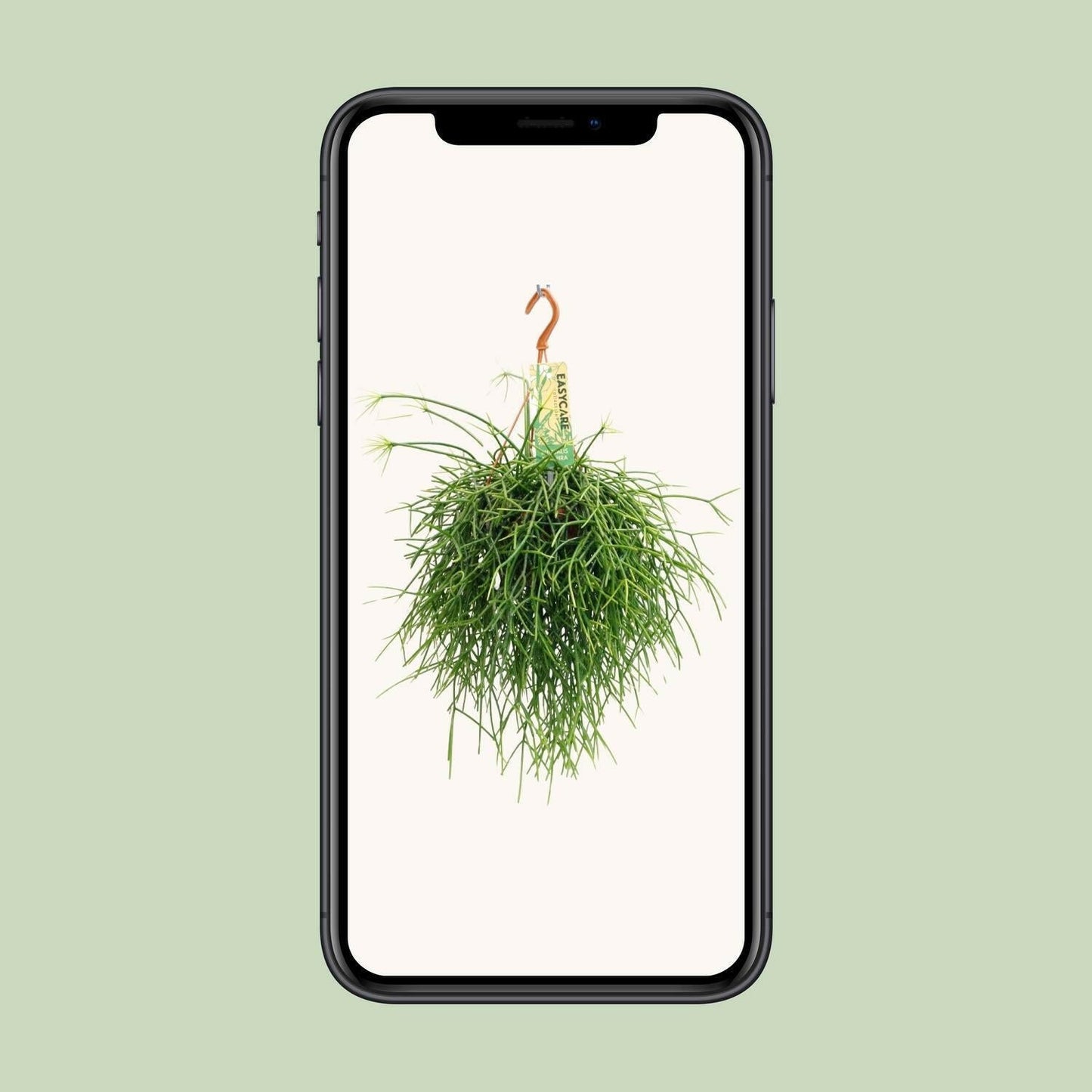 Rhipsalis Pulchra - ↕35cm - Ø14 - Sierplantenshop