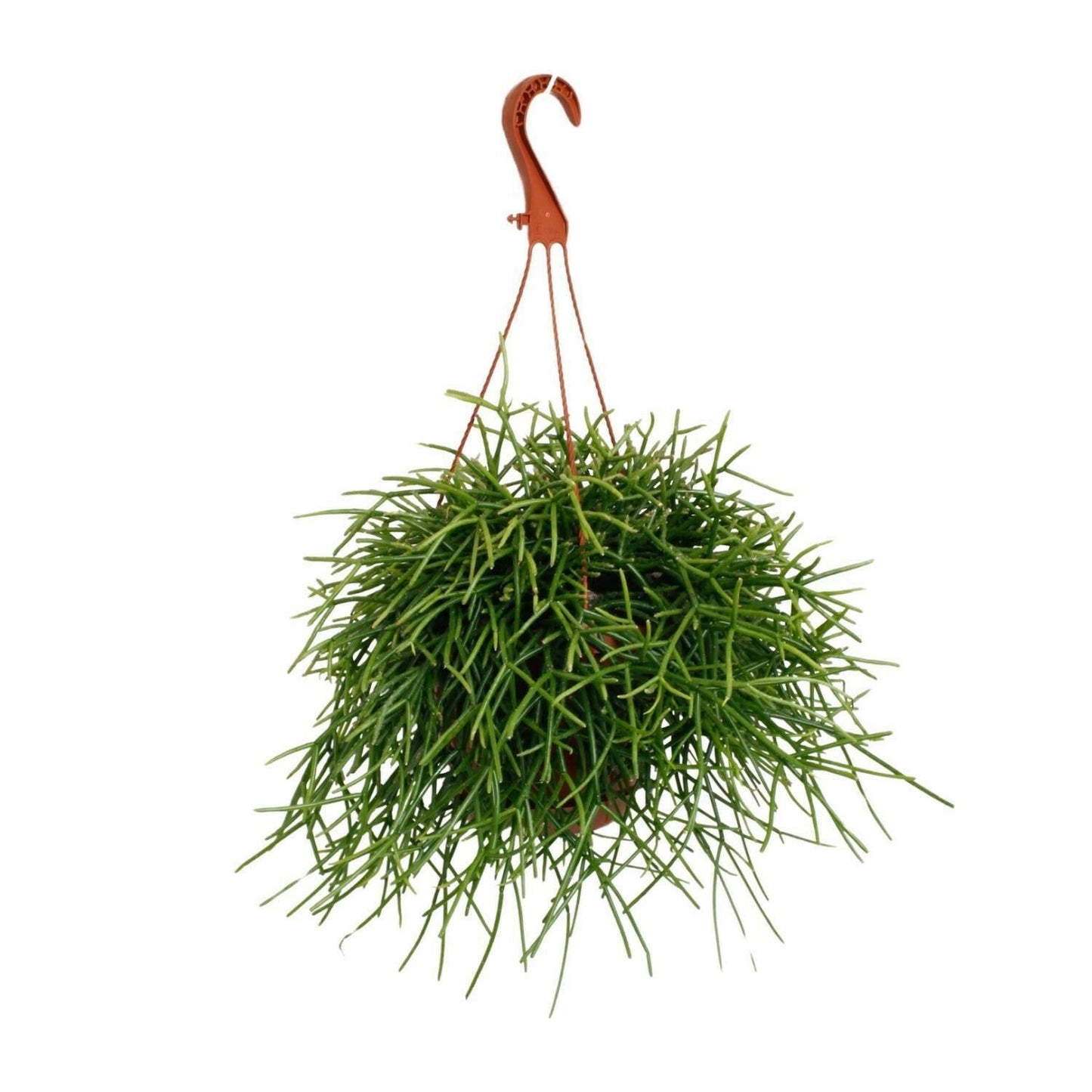 Rhipsalis Pulchra Hangplant - ↕45cm - Ø17 - Sierplantenshop